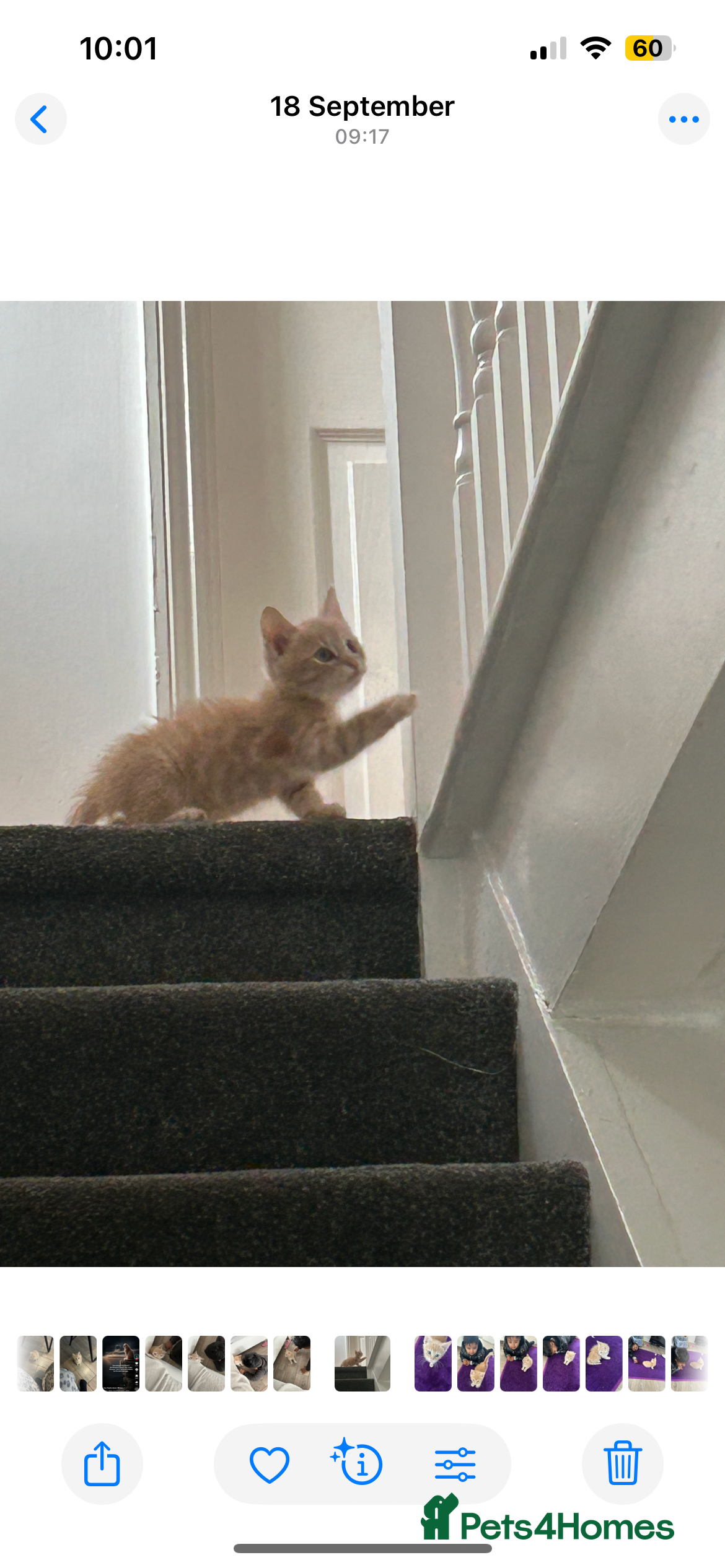 British Shorthair cats Golden British short hair kitten  - Advert 10