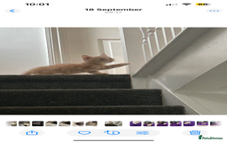 British Shorthair cats for sale: Golden British short hair kitten  - Image 1