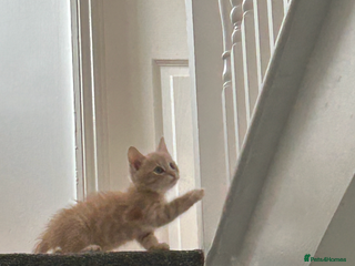 British Shorthair cats - Advert 7