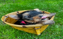 Yorkshire Terrier dogs for sale: Tiny Yorkshire Terrier ( 1 boy and 2girls 🐶🐶) - Image 6