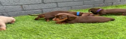 Miniature Dachshund dogs for sale: Miniature dachshund  - Advert 25