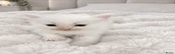 Mixed Breed cats for sale: Adorable fluffy kittens looking for loving family - Advert 26