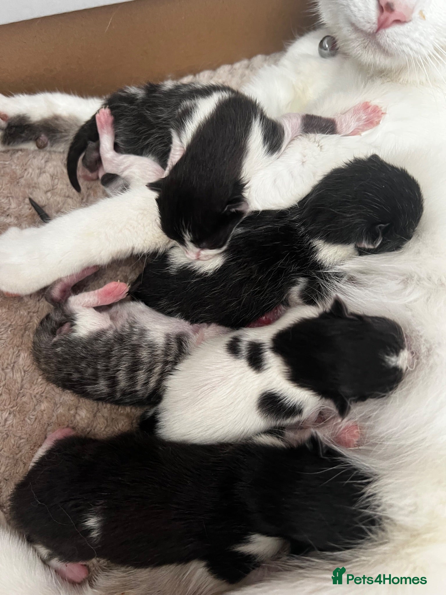 Mixed Breed cats 5 beautiful kittens - Advert 1