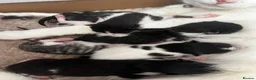 Mixed Breed cats for sale: 5 beautiful kittens in Norwich - Advert 1