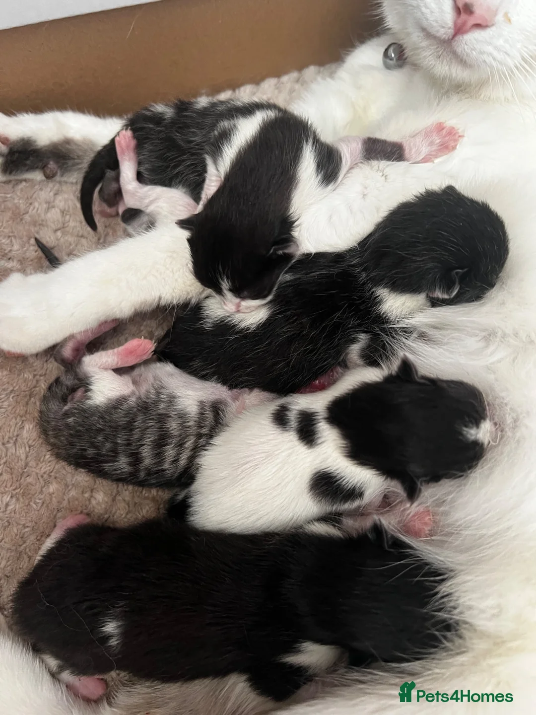 Mixed Breed cats for sale: 5 beautiful kittens in Norwich - Advert 1