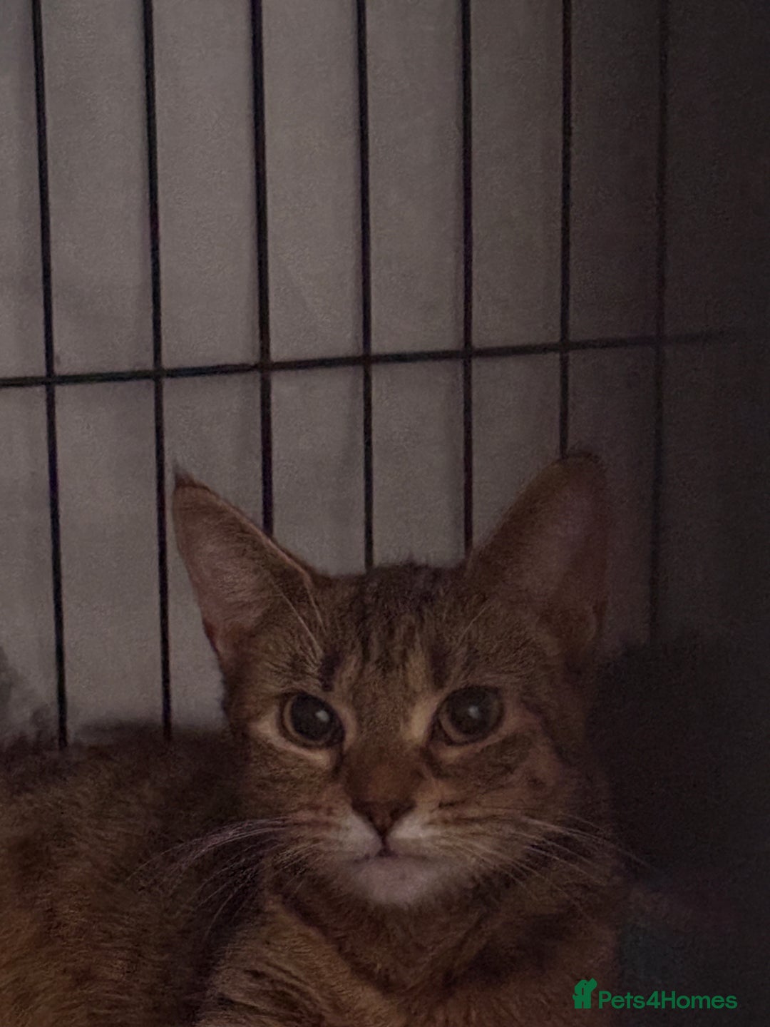 Domestic Shorthair cats for sale: Rescue cats- 20 in total rescued  - Image 5