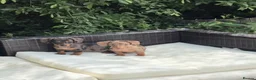 Dachshund dogs for sale: Dachshund boys ready to go  - Advert 1