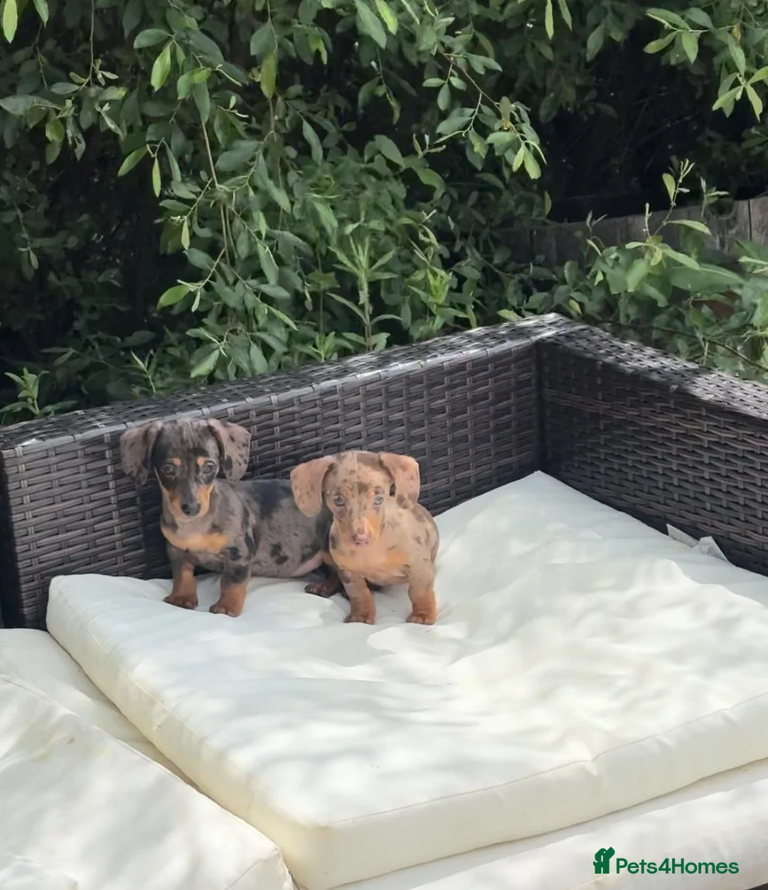 Dachshund dogs for sale: Dachshund boys ready to go  - Advert 1