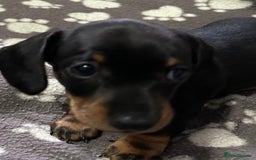 Miniature Dachshund dogs for sale: Stunning Miniature Dachshund Pups - Image 5