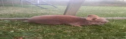 Lionhead rabbits for sale: 🐰 Adorable Lionhead Bunnies for Sale 🐰 - Advert 9