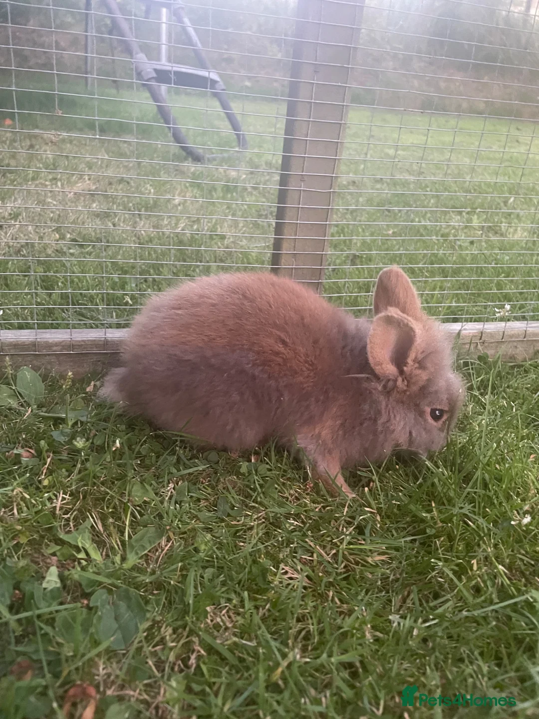 Lionhead rabbits for sale: 🐰 Adorable Lionhead Bunnies for Sale 🐰 - Advert 9