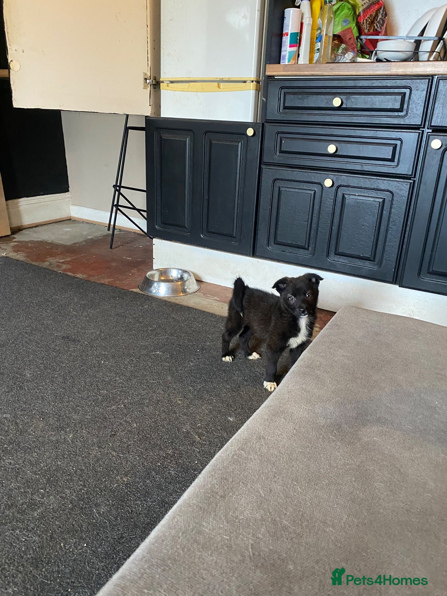 Mixed Breed dogs 2 beautiful Pomsky x girls left !!! - Advert 1