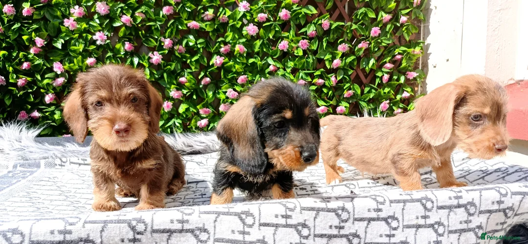 Dachshund dogs for sale: QUALITY MINIWIRE HAIR KC LAFORA PRA CLR - Advert 1
