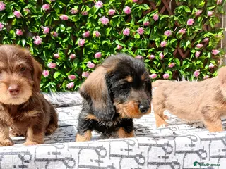 Dachshund dogs for sale: QUALITY MINIWIRE HAIR KC LAFORA PRA CLR - Advert 1
