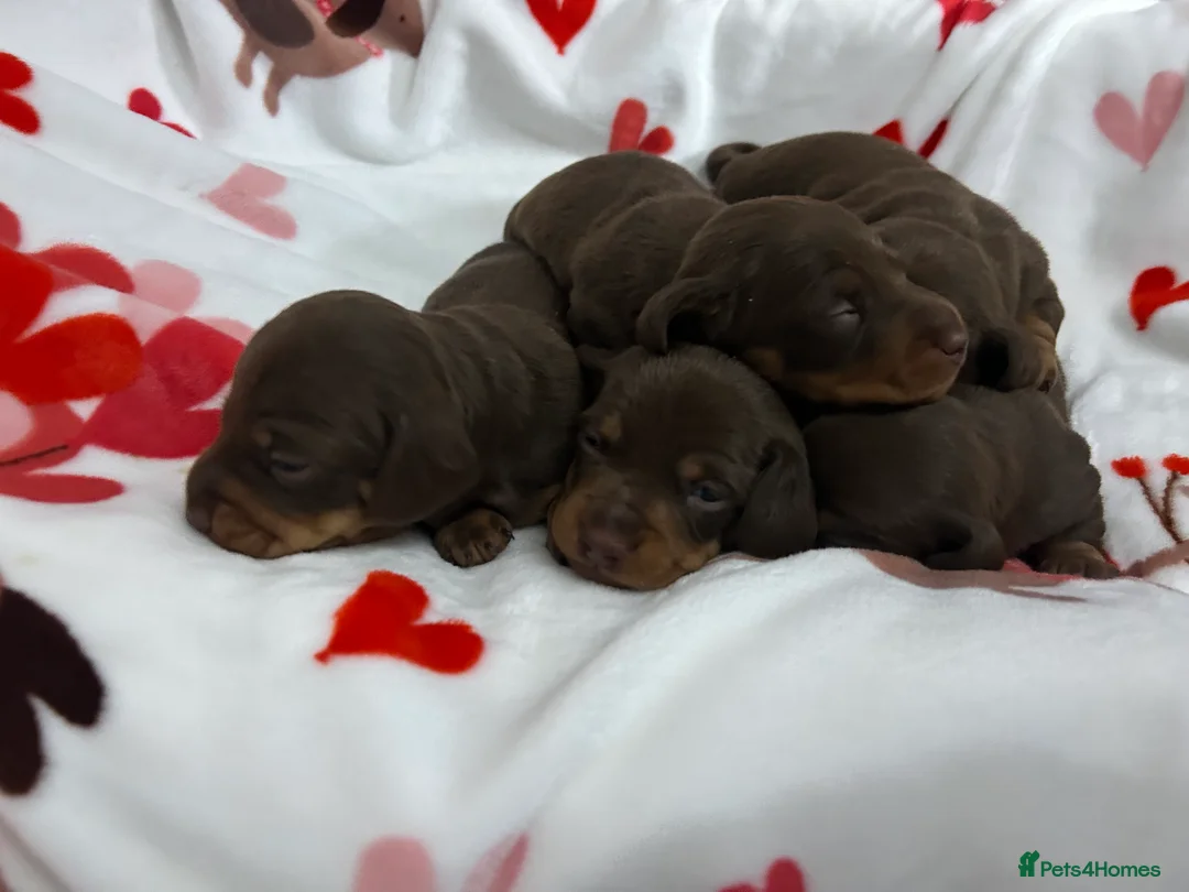 Miniature Dachshund dogs for sale: KC Reg Miniature Smooth Dachshund  - Advert 2