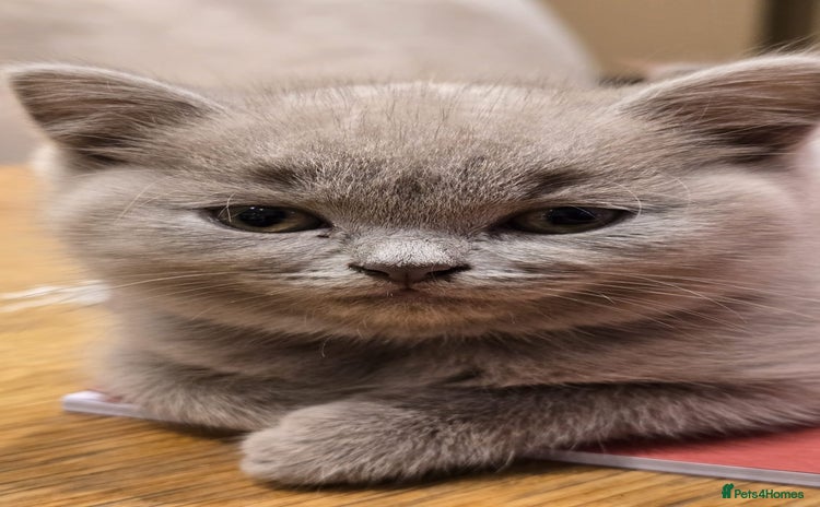Scottish Fold cats - Advert 3