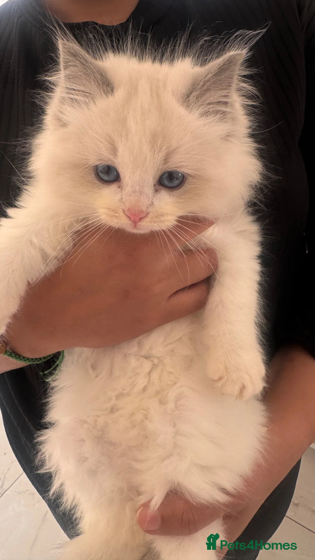 Ragdoll cats for sale: Beautiful Ragdoll Kitten looking for His new home - Advert 2