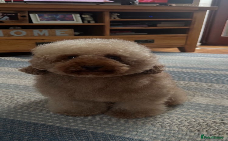 Toy Poodle dogs - Advert 1