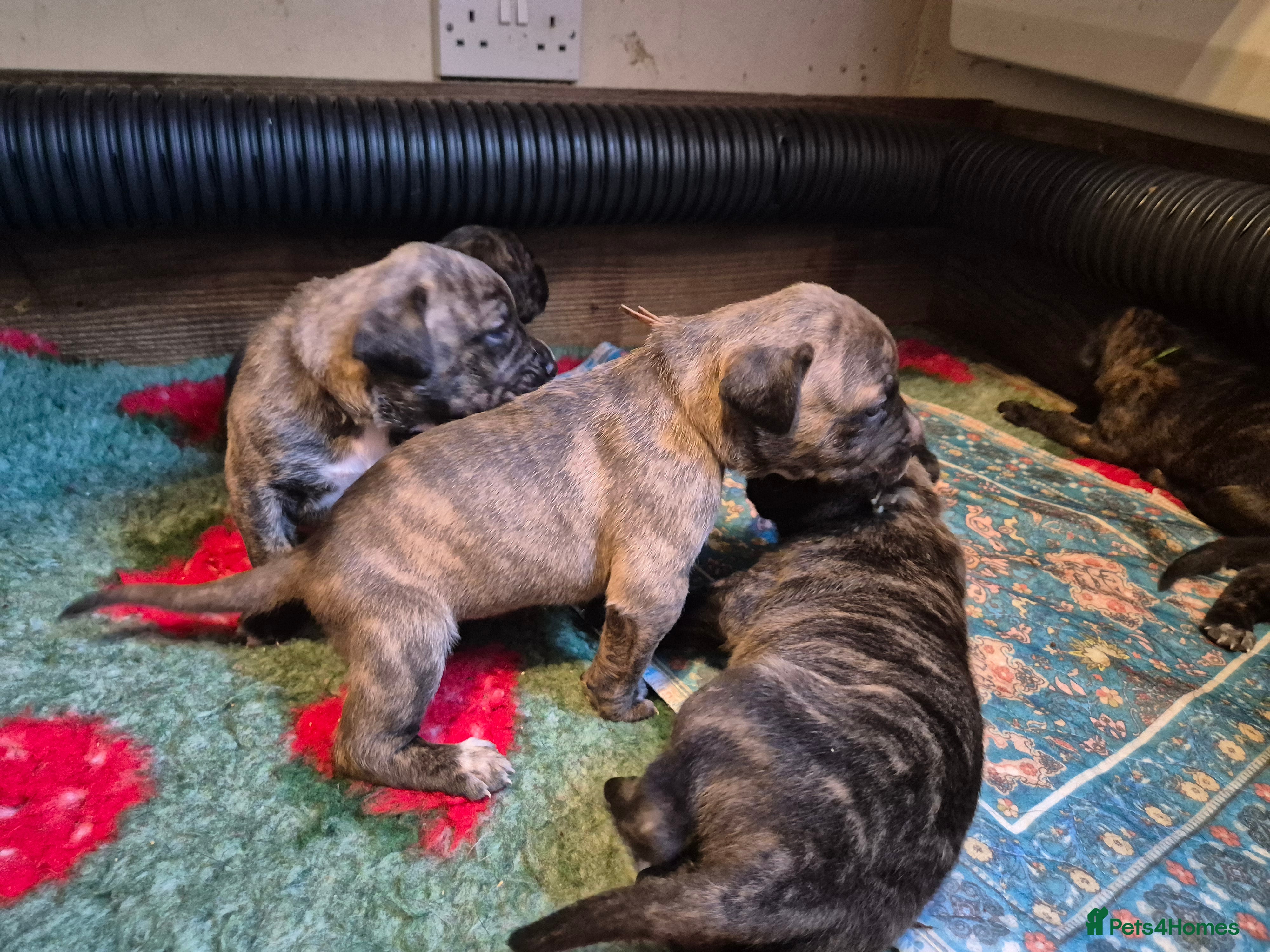 Mixed Breed dogs for sale: Beautiful Brindle Cane Corso/ Mastiff pups - Advert 2