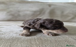 Toy Poodle dogs for sale: KC Tiny Perfect phantom poodles + colours  - Image 5