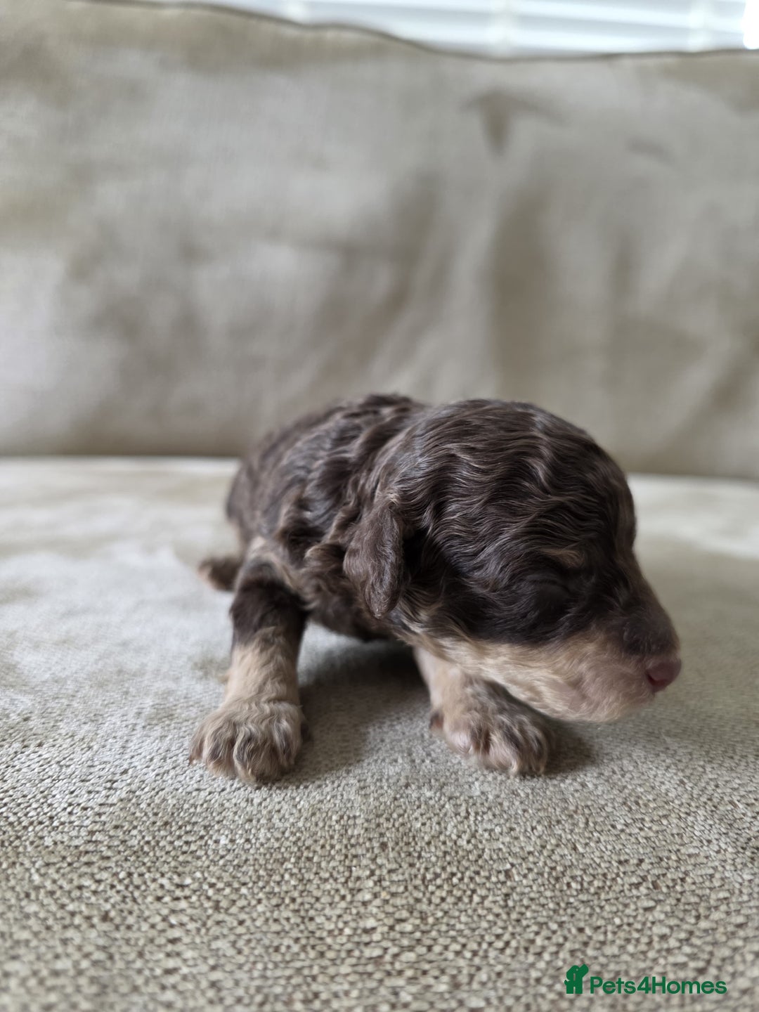 Toy Poodle dogs for sale: KC Tiny Perfect phantom poodles + colours  - Image 5