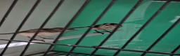 Softbills birds for sale: Long tail tits - Advert 3