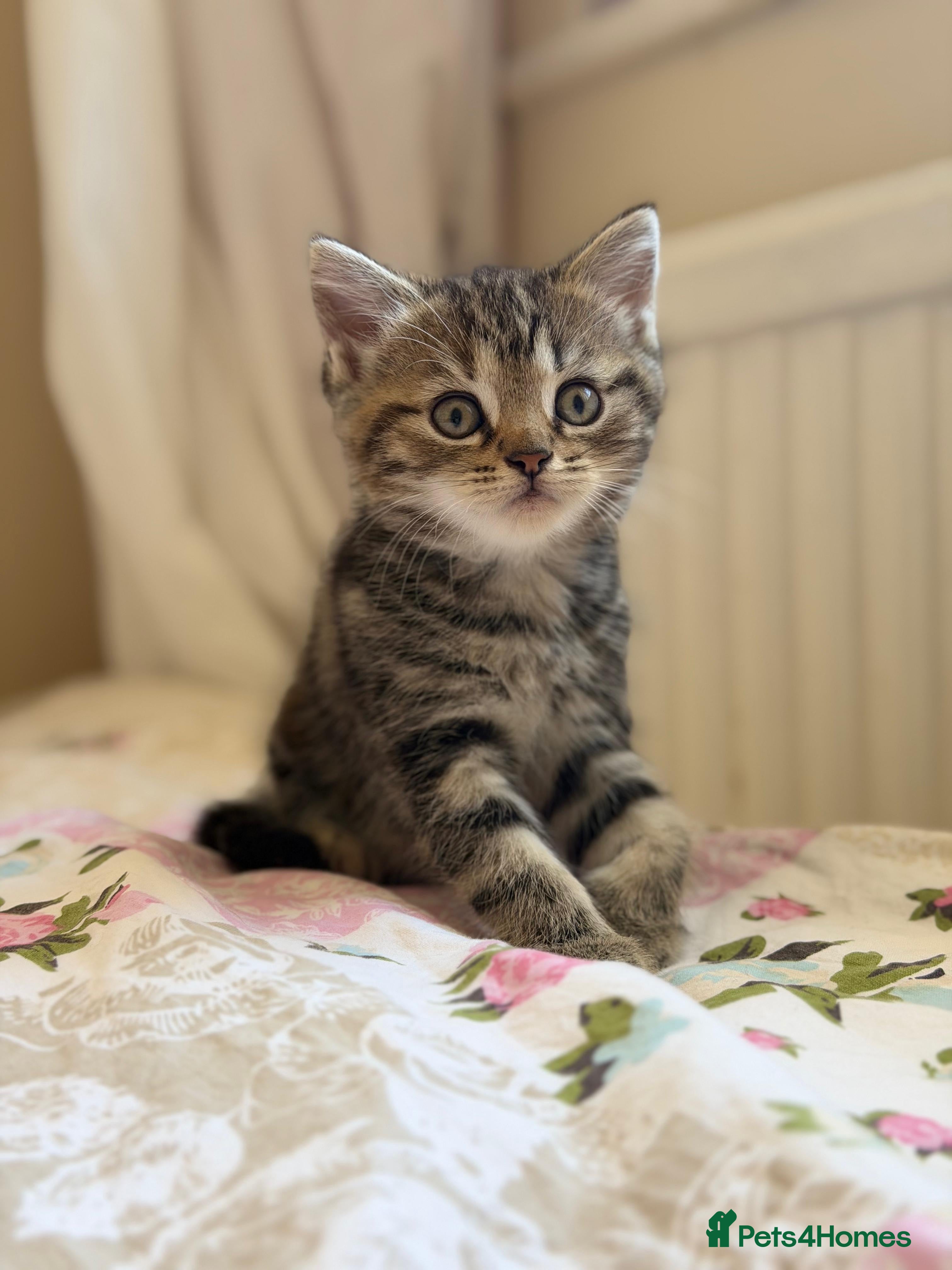 Scottish Fold cats Tiger kitten - Advert 15