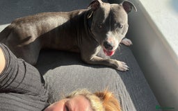 Staffordshire Bull Terrier dogs for sale: Male Staffy - Image 2