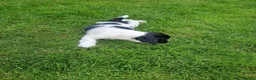 English Springer Spaniel dogs for sale: Pedigree working English Springer Spaniels  - Advert 9