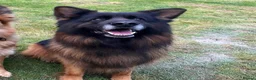 German Shepherd dogs for stud: BIG BONDED LONG HAIRED GERMAN SHEPHERD STUD - Advert 5