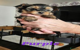 Morkie dogs for sale: Adorable Morkies - Image 4