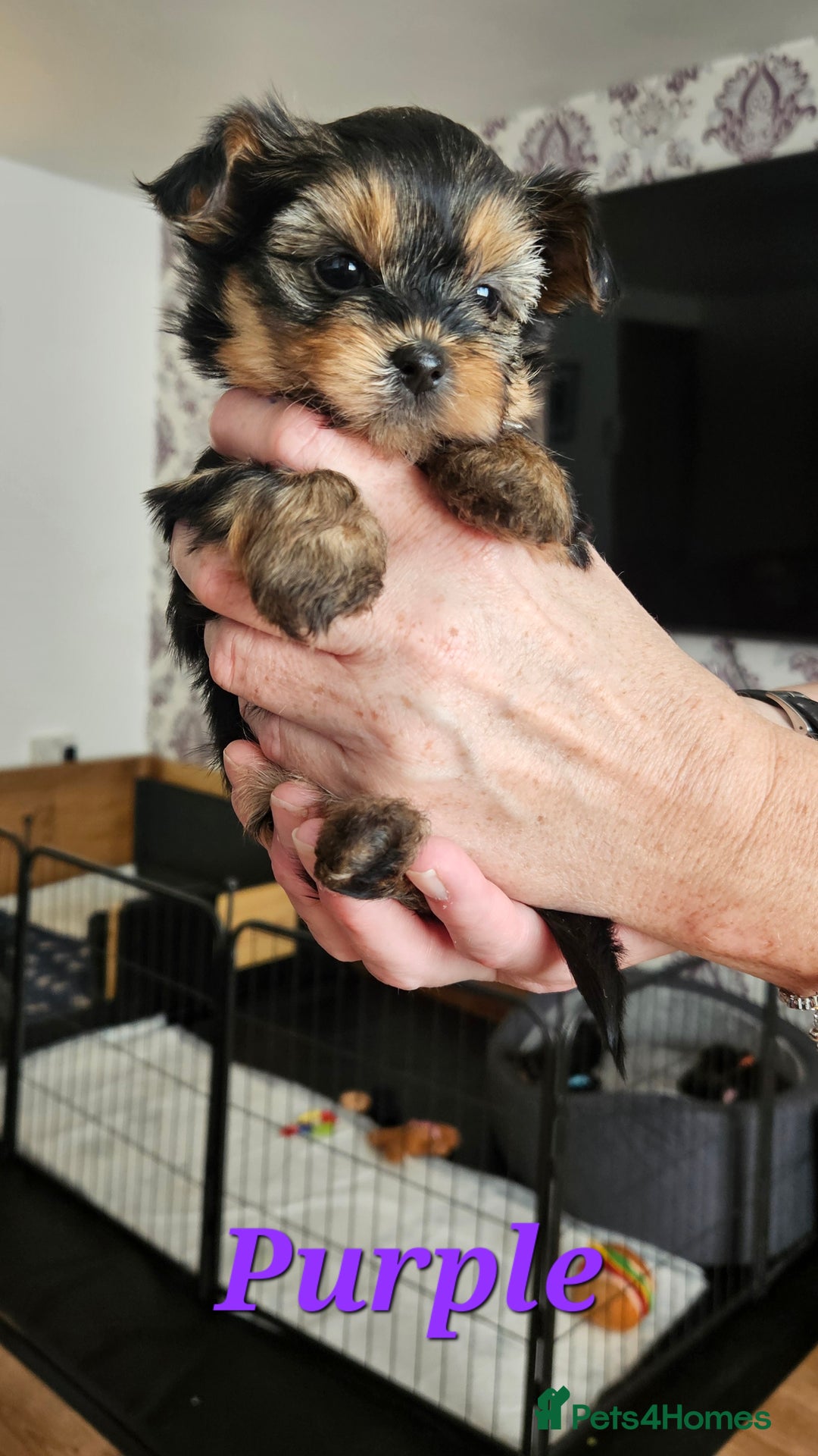 Morkie dogs for sale: Adorable Morkies - Image 4