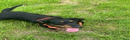 Dachshund dogs for sale: Lollie the Dachshund ⭐ - Advert 5