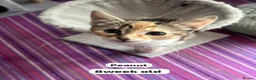 Mixed Breed cats for adoption: Rescue kitten peanut is looking for her own home - Advert 3