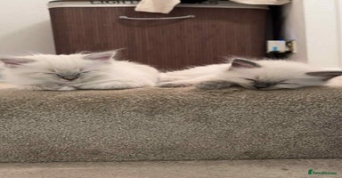 Ragdoll cats - Advert 4