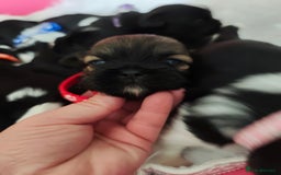 Shih Tzu dogs for sale: Shih Tzu puppies  - Image 11