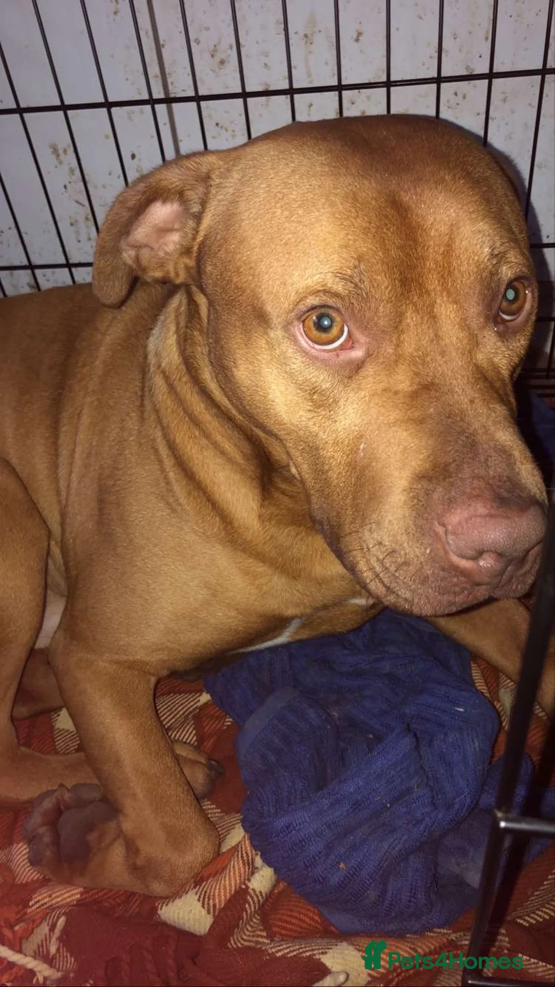 Mixed Breed dogs for adoption: Archie in Blackpool - Advert 5