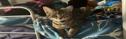 Domestic Shorthair cats for sale: FEMALE TABBY CAT FOR SALE!!! £100 - Advert 4