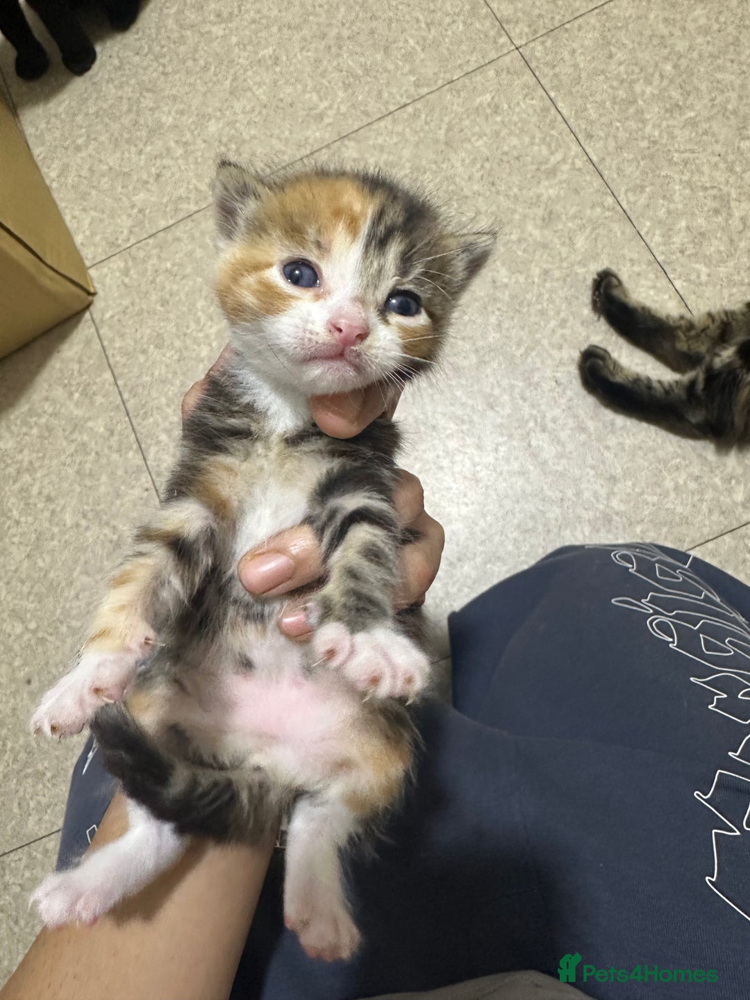 Norwegian Forest Cat cats for sale: Kittens for sale  - Advert 11