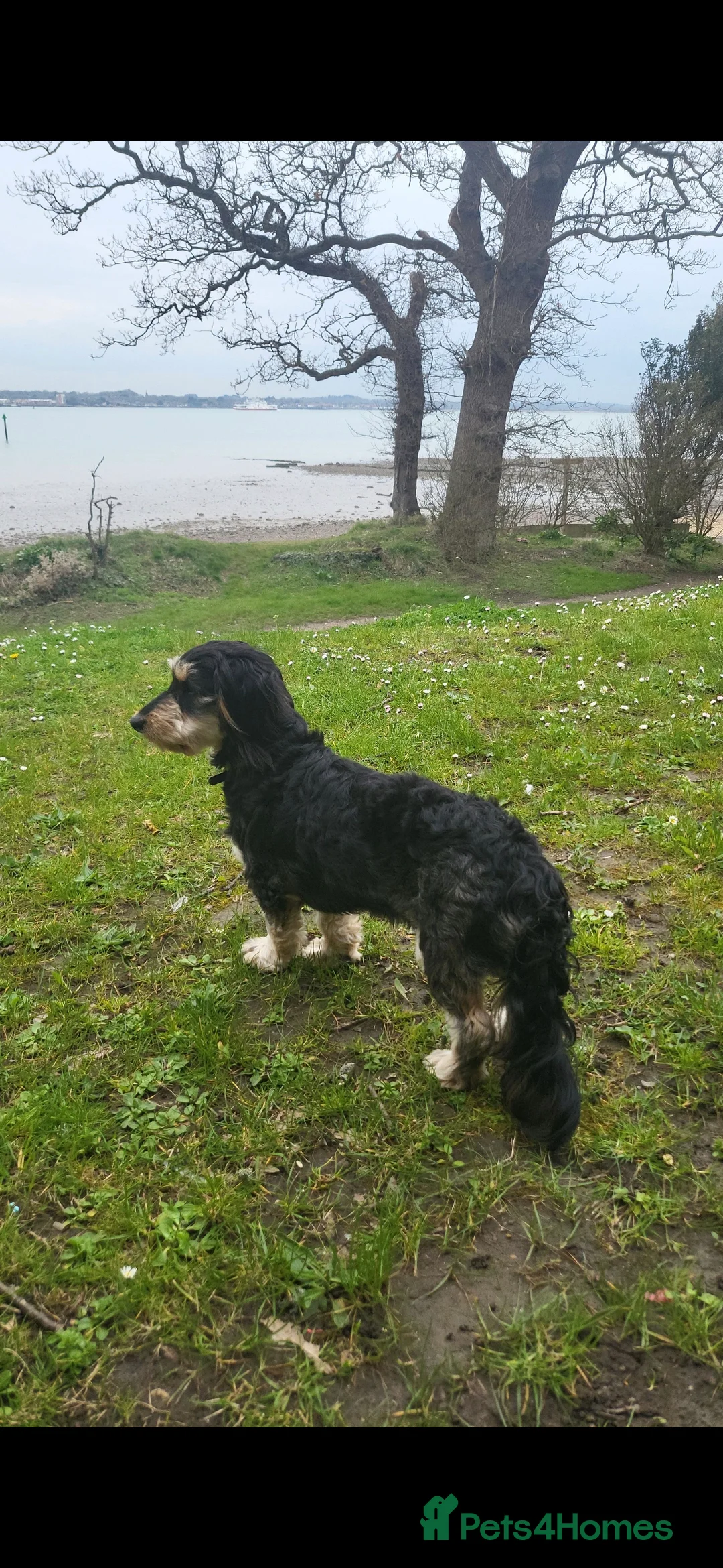 Dachshund dogs for sale: 3/4 dashound 1/4 poodle - Advert 6