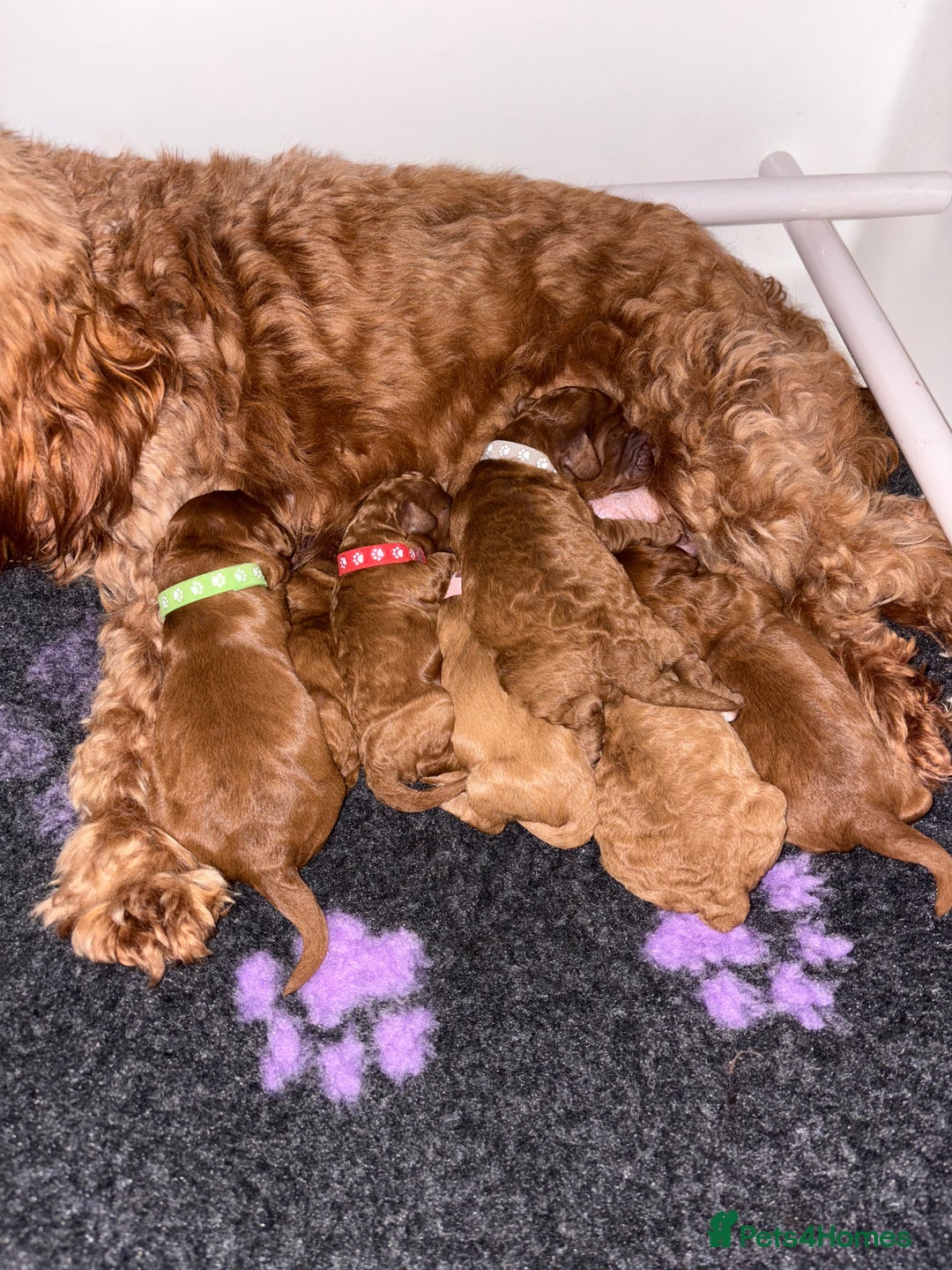 Cockapoo dogs for sale: F1b Cockapoo  - Advert 5