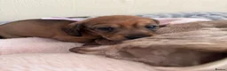 Miniature Dachshund dogs for sale: 5 beautiful miniature dachshund  - Advert 16