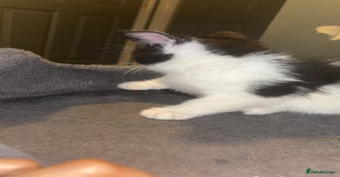American Shorthair cats - Advert 15