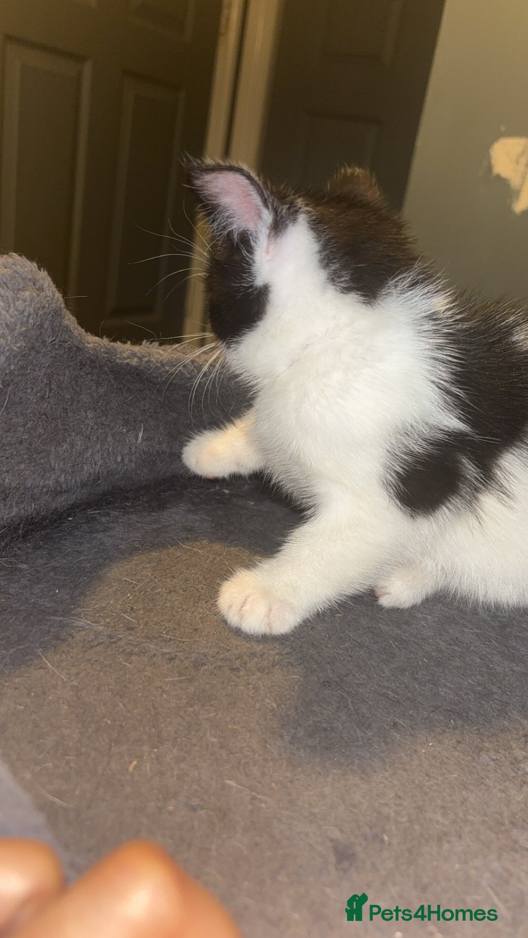 American Shorthair cats for sale: Black white kitten  - Image 2