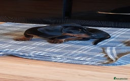 Miniature Dachshund dogs for sale: 14 weeks old 2 girls 2 boys miniature dachshunds - Image 11