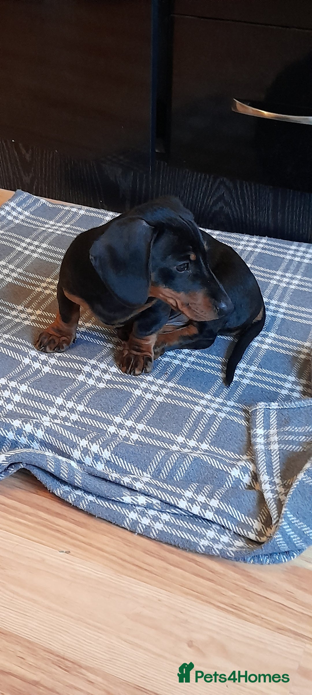 Miniature Dachshund dogs for sale: 14 weeks old 2 girls 2 boys miniature dachshunds - Image 11