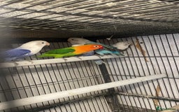 Lovebirds birds for sale: Breeding pair  - Advert 11