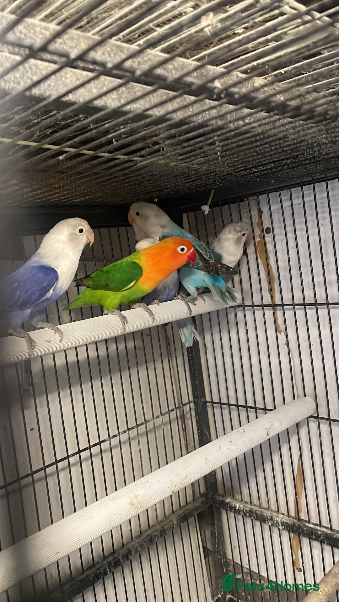 Lovebirds birds for sale: Breeding pair  - Advert 11