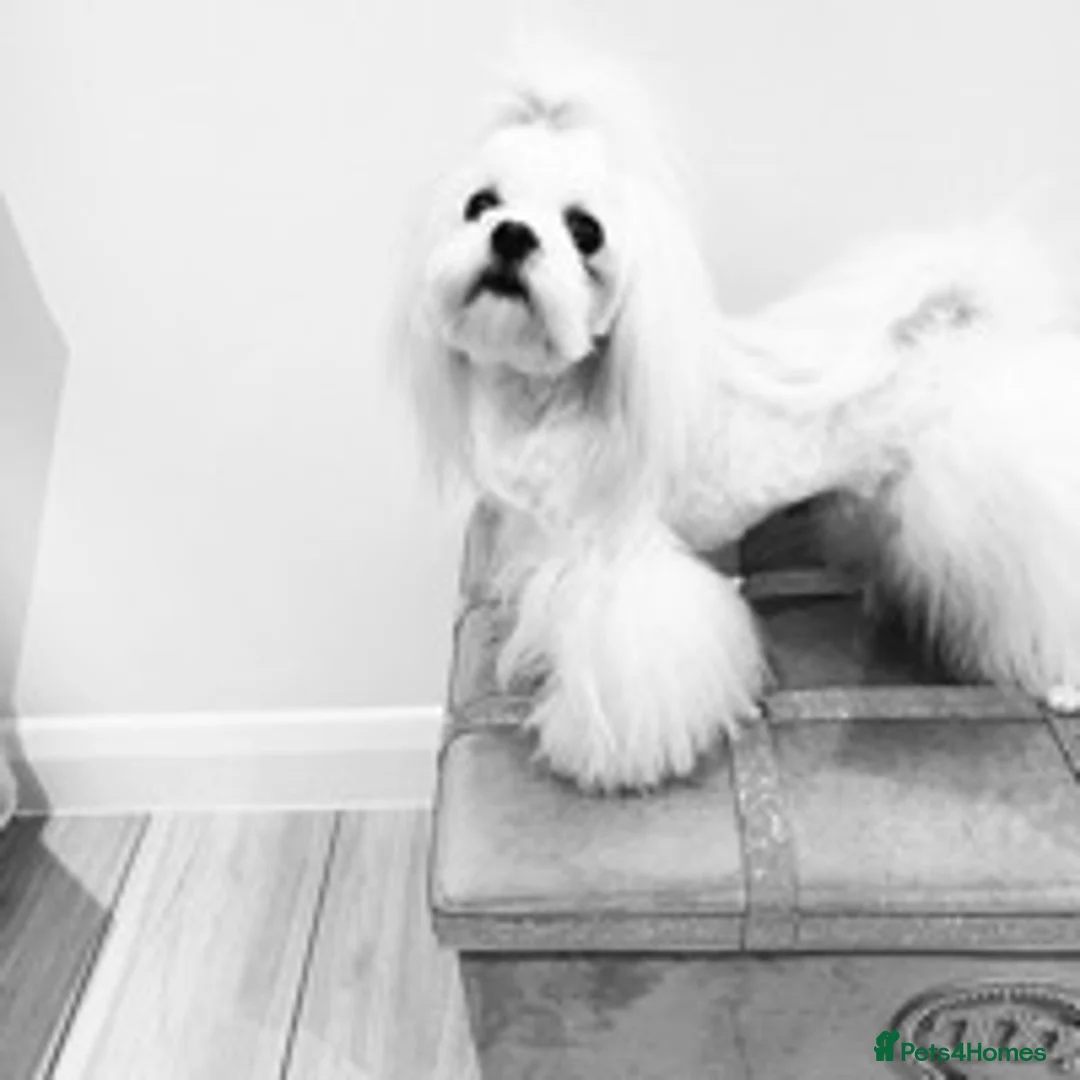 Maltese dogs for stud: STUNNING 💎DIAMOND💎 OPEN AT STUD HEALTH TESTED in Grays - Advert 15