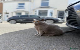 British Shorthair cats for sale: Beautiful British Shorthair ready for new home - Image 3